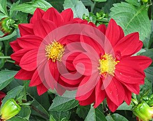 A red dahlia flower with a yellow center