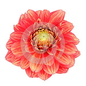 Red Dahlia Flower with Yellow Stripes Isolated on White Background