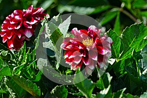 Red dahlia on flowerbed at summer park.