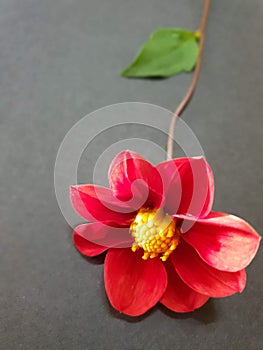 Red Dahlia flowers