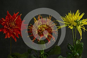 red dahlia flowers in front of black background.