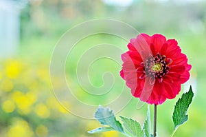 Red dahlia flowers in garden