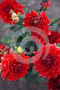 Red dahlia flowers in garden `Garden Wonder ` variety