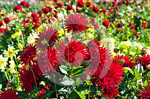 Red dahlia flowers photo