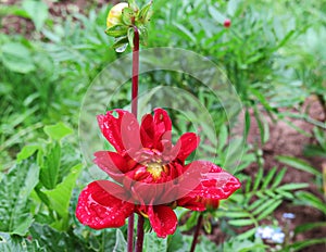 Red dahlia Gallery Singer in drops after rain