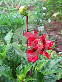 Red dahlia Gallery Singer in drops after rain