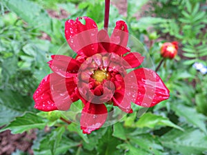 Red dahlia Gallery Singer in drops after rain