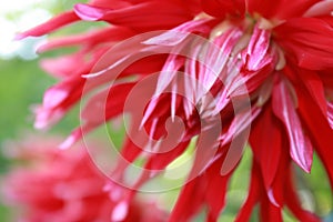 Red dahlia in the garden