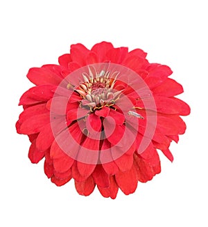 red dahlia isolated on white background