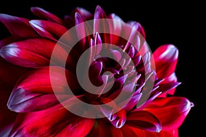 Red dahlia macro