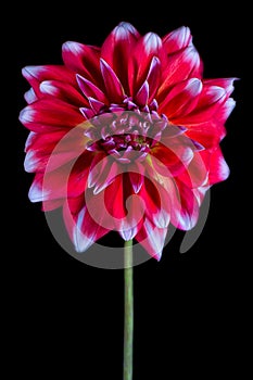 Red dahlia macro