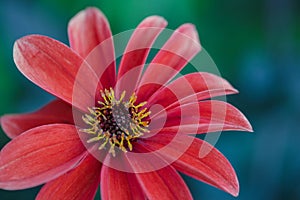 Red Dahlia Macro