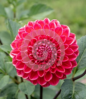 Red dahlia macro in bloom