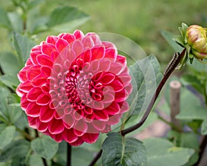 Red dahlia macro with a caterpillar