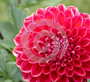 Red dahlia macro with green background