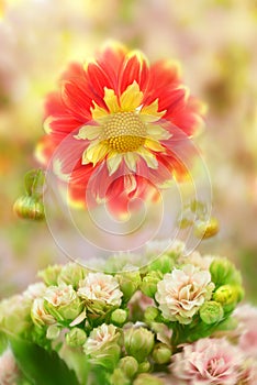 Red Dahlia and pink Calandiva Bellflowers Painterly Blurred background