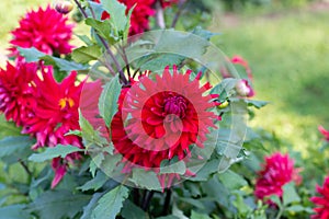 Red Dahlia variety Lover Boy flowering in a garden