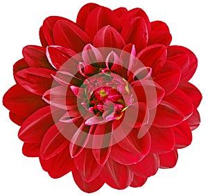 Red dahlia. Watercolor flower on a white isolated background with clipping path. For design. Closeup.