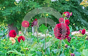 Red dahlias Arabian night in a summer garden