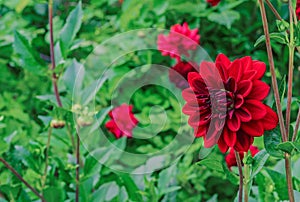 Red dahlias Arabian night in a summer garden