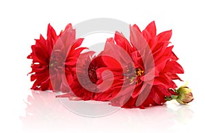 Red dahlias with reflexion