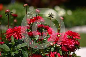 Red dahlias. Side view.