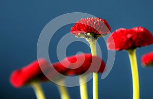 Red daisies on a blue background