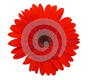 Red daisy