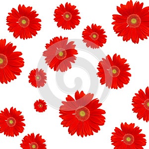Red daisy background
