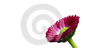 Red Daisy - Bellis perennis - with white background