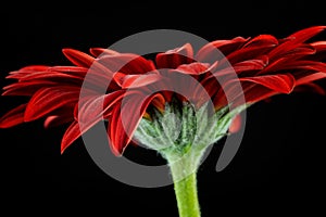 Red daisy in bloosom on the black background