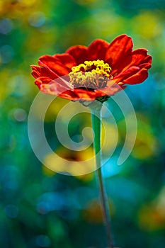Red daisy in colored field