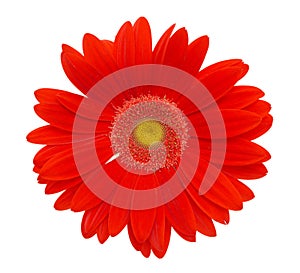 Sedmikráska květina 