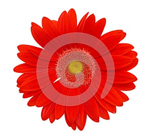 Red daisy flower