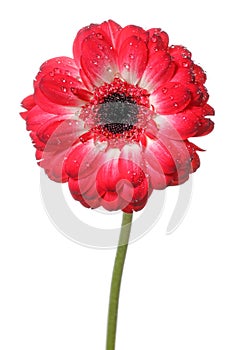 Red daisy flower