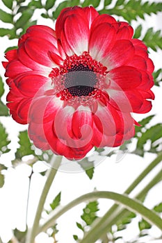 Red daisy flower