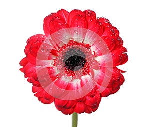Red daisy flower