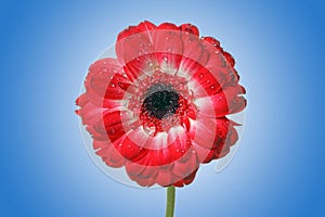 Red daisy flower