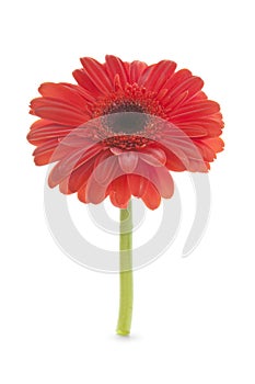 Red daisy flower