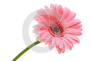 Red daisy flower