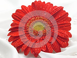 Red daisy flower