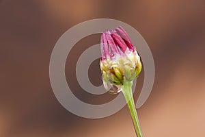 A red daisy flower growing