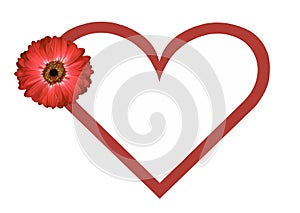Red daisy flower and heart shape valentines day card white background