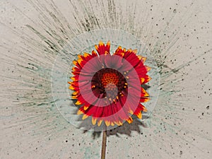 A Red Daisy In Front Of A Paint Splatter