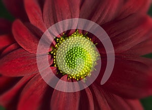 Red Daisy Gerbera