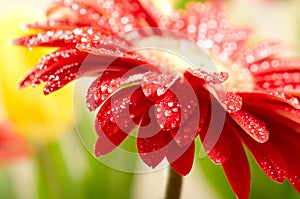 Red daisy-gerbera