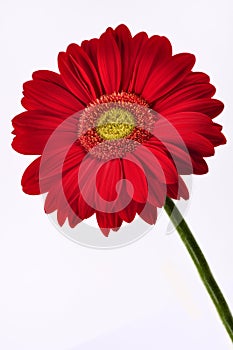 Red daisy isolated