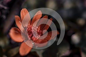 Red daisy isolated on background.