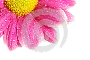 Red daisy isolated with copyspace [clipping path]