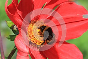 Red Dalhia with bee photo